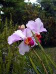jardin d'orchidees  01